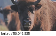 Зубр европейский дикие животные, Bison bonasus. Стоковое видео, видеограф Дмитрий Якубович / Фотобанк Лори