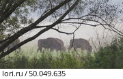 Зубр европейский дикие животные, Bison bonasus. Стоковое видео, видеограф Дмитрий Якубович / Фотобанк Лори