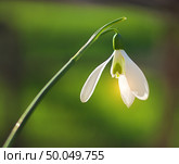 Snowdrop macro and nature composition. Стоковое фото, агентство Ingram Publishing / Фотобанк Лори