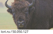 Зубр европейский дикие животные, Bison bonasus. Стоковое видео, видеограф Дмитрий Якубович / Фотобанк Лори