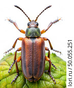 Close Up of Grouse Beetle on Leaf. Generative AI. Стоковое AI-изображение, AI-художник Roman Zavorotny / Фотобанк Лори