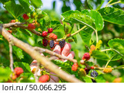Hand picking ripe berries from mulberry tree branch, close-up. Стоковое фото, фотограф Коханова Наталья / Фотобанк Лори