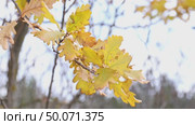 Oak branch with orange and yellow leaves in the forest in autumn. Nature background. High quality footage. Стоковое видео, видеограф Ирина Михайличенко / Фотобанк Лори