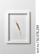 Decorative composition with rye ear in a frame on a light gray background. Place for text, flat lay. Greeting postcard.. Organic natural ear of wheat in a frame on a light background. Стоковое фото, агентство Ingram Publishing / Фотобанк Лори
