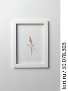 Creative composition with natural plant seedhead in a regtangular frame on a light gray background. Greeting card, place for text. Flat lay. Flower dry inflorescence in a regtangular frame on a light background. Стоковое фото, агентство Ingram Publishing / Фотобанк Лори