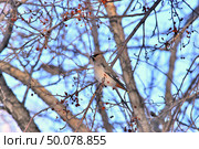 Bird waxwing bulletin spring is coming. Стоковое фото, фотограф Александр Карпенко / Фотобанк Лори