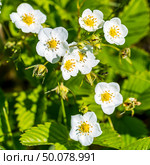 Земляника зелёная, зеленоватая, степная, клубника.  ( лат.Fragaria viridis Weston ,семейство Rosaceae). Цветущее растение крупно. Стоковое фото, фотограф Евгений Мухортов / Фотобанк Лори