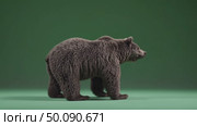 Majestic bear walking on green surface in studio setting wildlife and nature theme. Стоковое AI-видео, аниматор Владимир Федоров / Фотобанк Лори