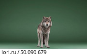 Majestic wolf approaching in a seamless loop on green screen background. Стоковое AI-видео, аниматор Владимир Федоров / Фотобанк Лори