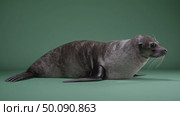 Graceful seal transitions from upright alertness to relaxed lying pose against green backdrop. Стоковое AI-видео, аниматор Владимир Федоров / Фотобанк Лори