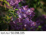 Ветка цветущей сирени. Стоковое фото, фотограф Александра Плискова / Фотобанк Лори