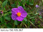 Цветок Ладанника критского (Cistus creticus) крупным планом солнечным днем. Исчезающее растение занесенное в Красную книгу. Пицунда, Абхазия. Стоковое фото, фотограф Виктор Карасев / Фотобанк Лори