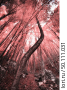 Into the Infrared forest. Nature composition. Стоковое фото, агентство Ingram Publishing / Фотобанк Лори