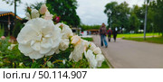 Роза Аспирин (Aspirin-Rose) почвопокровная розочка с белыми махровыми цветками. Белоснежные цветы собраны в пушистые кисти, почти полностью покрывают куст. Стоковое фото, фотограф Светлана Русских / Фотобанк Лори