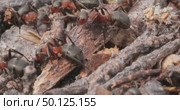 Ant close-up in the wild. Стоковое видео, видеограф Андрей Армягов / Фотобанк Лори