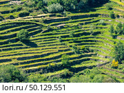 Viewpoint of the Terraces (Miradouro dos Socalcos), overlooking the Agricultural terraces (famous Tibete style landscape view), Porta Cova place, Sistelo, Arcos de Valdevez, Portugal. Стоковое фото, агентство Ingram Publishing / Фотобанк Лори