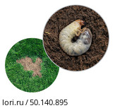 Lawn grub damage as chinch larva damaging grass roots causing a brown patch disease in the turf as a composite image isolated on a white background. Стоковое фото, агентство Ingram Publishing / Фотобанк Лори