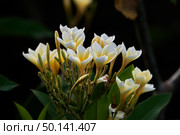 Flowers (2022 год). Стоковое фото, фотограф Ярослав / Фотобанк Лори