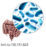 Bacteria in the intestine as gut probiotic bacterium inside small intestine and digestive microflora inside the colon or bowel as a health symbol for microbiome as a 3D render isolated on a white background. Стоковое фото, агентство Ingram Publishing / Фотобанк Лори