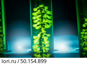 Biofuel research process in laboratory, Microalgae Photobioreactor for alternative energy innovation in Renewable Energy Laboratory. Стоковое фото, агентство Ingram Publishing / Фотобанк Лори