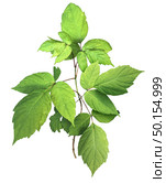 Poison Ivy plant isolated on a white background as a leaves of  three toxic botanic weed. Стоковое фото, агентство Ingram Publishing / Фотобанк Лори