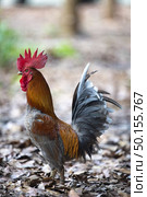 Male bantam with long and colorful hair. Стоковое фото, агентство Ingram Publishing / Фотобанк Лори