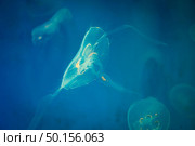 Sea Moon jellyfish with blue light background. Стоковое фото, агентство Ingram Publishing / Фотобанк Лори
