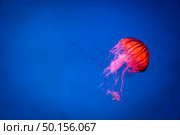 Sea Moon jellyfish with blue light background. Стоковое фото, агентство Ingram Publishing / Фотобанк Лори