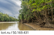 A calm river in a tropical rain forest. There are impenetrable thickets of jungle trees on the clay shores. Exposed roots, intertwined branches. Reflection on the water. Clouds in the sky. Malaysia. (2023 год). Стоковое фото, фотограф Вера Ивановна Кубарева / Фотобанк Лори