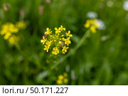Цветы желтые. Стоковое фото, фотограф Клопотовская Мария / Фотобанк Лори