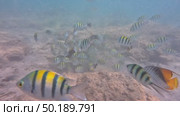 Tropical fish swarm, underwater exploration in vibrant coral reefs. Стоковое видео, видеограф Zakharova Natasha / Фотобанк Лори