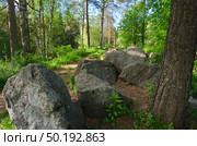 Arboretum of the Botanical Garden. Стоковое фото, фотограф ArhSib / Фотобанк Лори