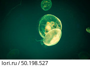 Sea Moon jellyfish with blue light background. Стоковое фото, агентство Ingram Publishing / Фотобанк Лори