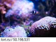 Nemo fish are swimming with beautiful corals. Стоковое фото, агентство Ingram Publishing / Фотобанк Лори