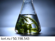 Algae seaweed in science experiments, laboratory research. Стоковое фото, агентство Ingram Publishing / Фотобанк Лори