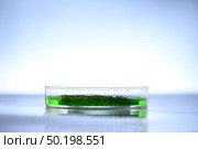 algae research in laboratories, biotechnology science concept. Стоковое фото, агентство Ingram Publishing / Фотобанк Лори