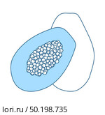 Icon Of Papaya. Thin Line With Blue Fill Design. Vector Illustration. Стоковая иллюстрация, агентство Ingram Publishing / Фотобанк Лори