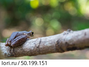 Common tree frog Polypedates leucomystax in terrarium. Стоковое фото, агентство Ingram Publishing / Фотобанк Лори