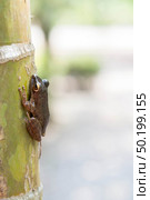 Common tree frog Polypedates leucomystax in terrarium. Стоковое фото, агентство Ingram Publishing / Фотобанк Лори