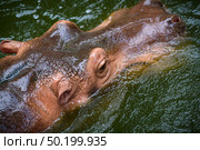 The head of the adult hippopotamus. Стоковое фото, агентство Ingram Publishing / Фотобанк Лори