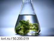 algae research in laboratories, biotechnology science concept. Стоковое фото, агентство Ingram Publishing / Фотобанк Лори