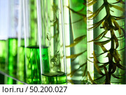 algae research in laboratories, biotechnology science concept. Стоковое фото, агентство Ingram Publishing / Фотобанк Лори