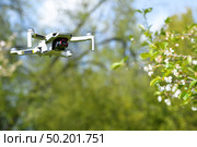 Small Flying Quadcopter Drone in flight mode with camera outdoor on sunny day spring time on cherry blossom garden background. Стоковое фото, фотограф Camptoloma / Фотобанк Лори