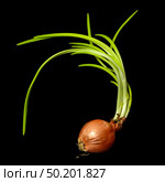 Old sprouted forgotten onion with long green feathers and crumbling roots black background. Стоковое фото, фотограф Camptoloma / Фотобанк Лори