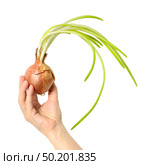 Old sprouted onion with long green feathers and roots in a woman's hand white background. Стоковое фото, фотограф Camptoloma / Фотобанк Лори