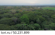 Grassland Forest Ecosystem from Above, Drone Flying Over Savanna Trees and Meadows Forest and Prairie Landscape, South America Aerial. Стоковое видео, видеограф ALEJANDRO PEREZ ALVARES / Фотобанк Лори