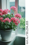 Bright pink geraniums flourish in a white pot on a windowsill, their vibrant petals illuminated by natural light, creating a cheerful atmosphere in the room Generative AI. Стоковое AI-изображение, AI-художник Юлия Петровская / Фотобанк Лори