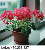 Lush pink geranium flowers thrive in a clay pot, their vibrant petals catching the light on a sunny afternoon. Verdant leaves surround the blooms, enhancing the delightful display Generative AI. Стоковое AI-изображение, AI-художник Юлия Петровская / Фотобанк Лори