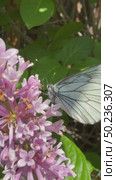 Vertical video of a white butterfly (Lat. Pieridae) drinking nectar from lilac flowers on a sunny summer day. Close-up view. Floral background. Beautiful summer landscape. Стоковое видео, видеограф Виктория Катьянова / Фотобанк Лори