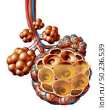 Pneumonia and Pulmonary alveoli with fluid or alveolus inflammation anatomy diagram as a medical concept of a lung anatomy and respiratory and medicine as a 3D illustration isolated on a white background. Стоковое фото, агентство Ingram Publishing / Фотобанк Лори